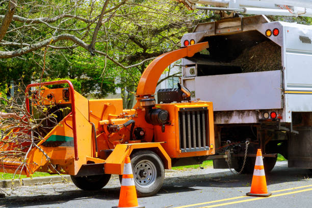 Why Choose Our Tree Removal Services in Placerville, CA?