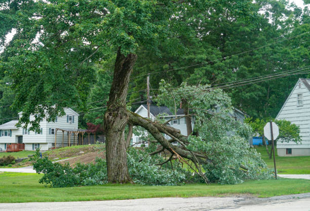 Placerville, CA  Tree Services Company